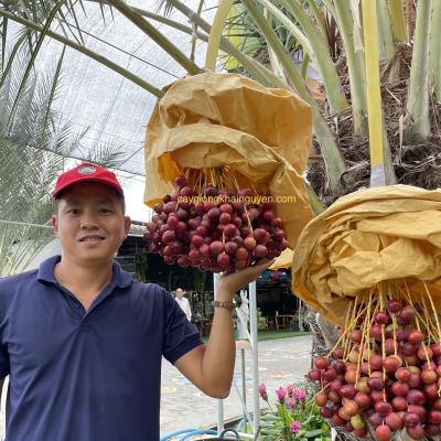 Chà là mô Red Barhee - 136